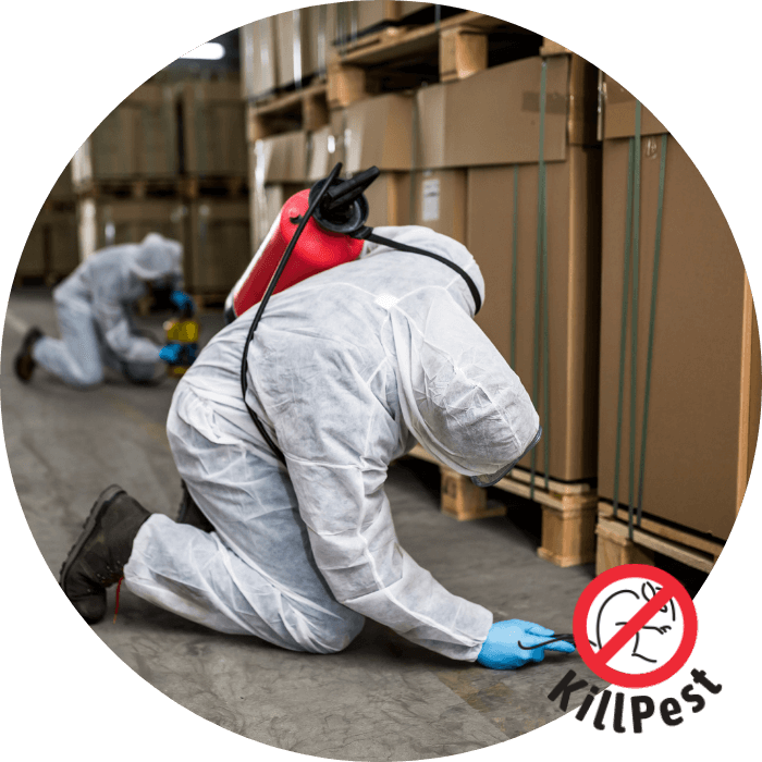 Pest Control controlo de pragas