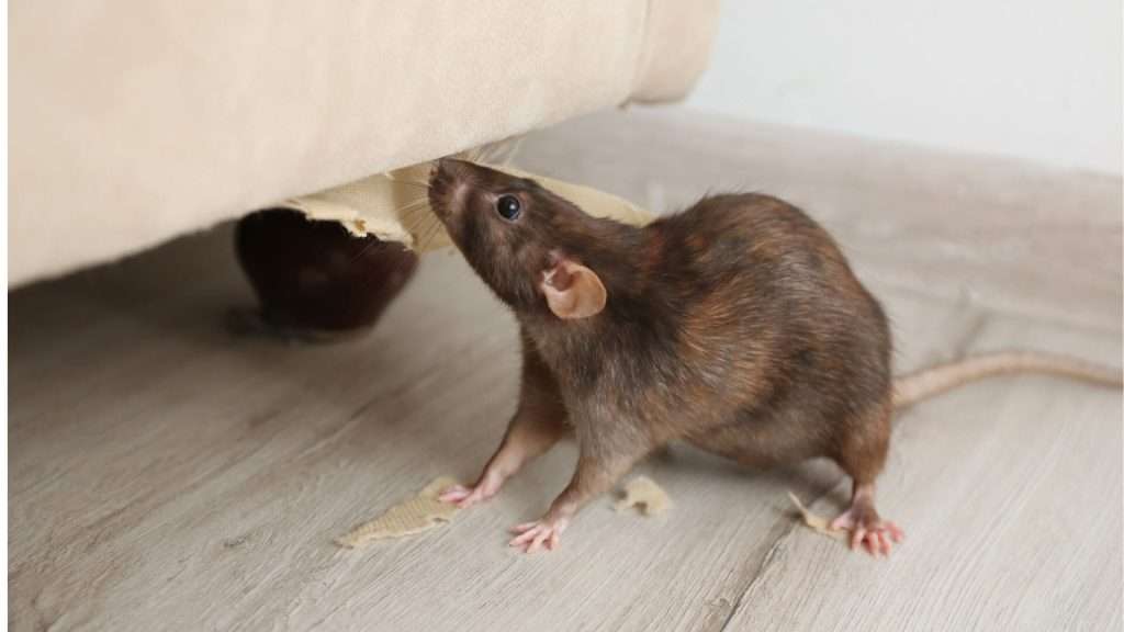 Pest Control controlo de pragas
