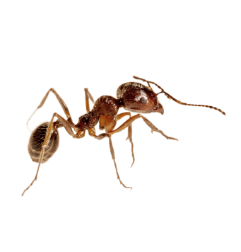 Pest Control controlo de pragas