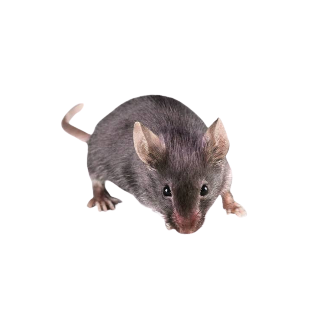 Pest Control controlo de pragas
