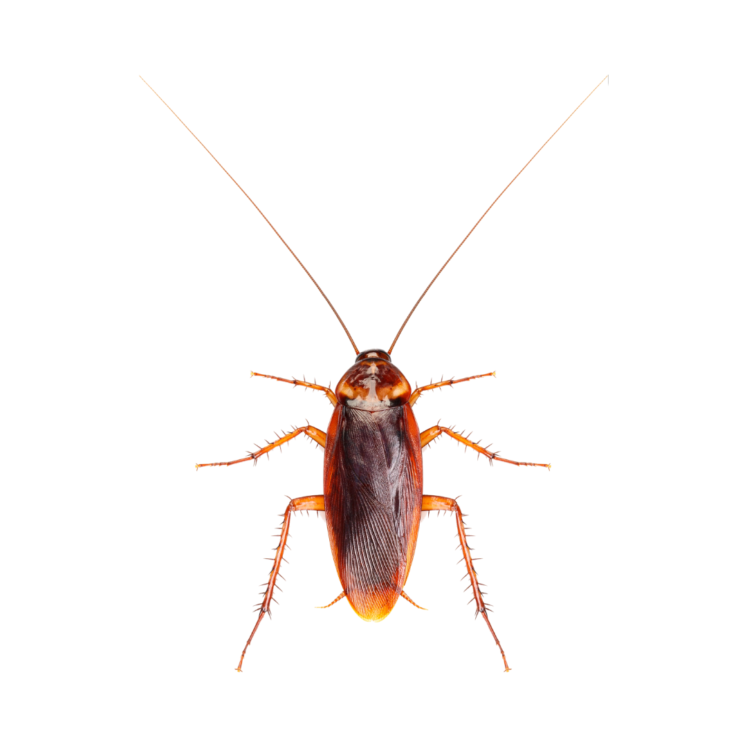 Pest Control controlo de pragas