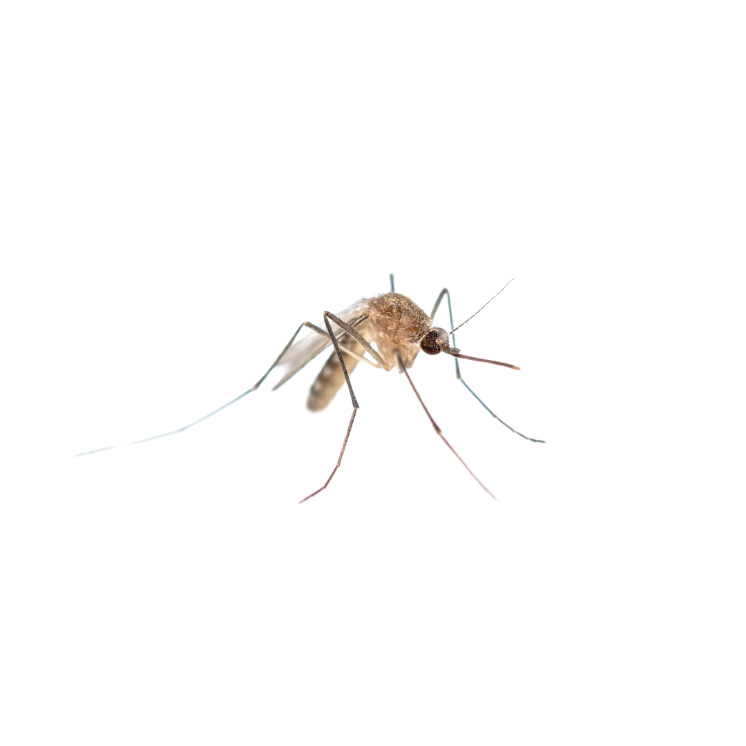 Pest Control controlo de pragas