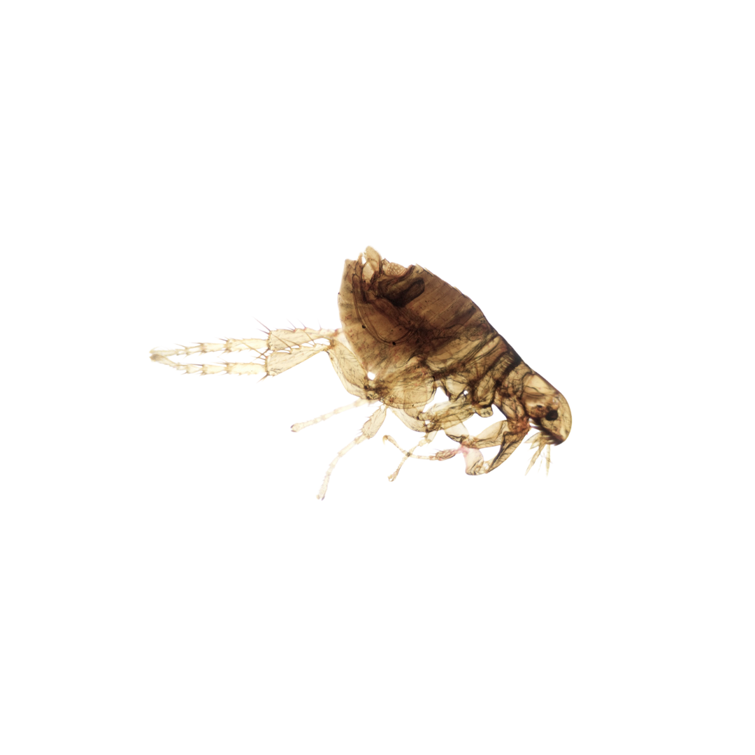 Pest Control controlo de pragas