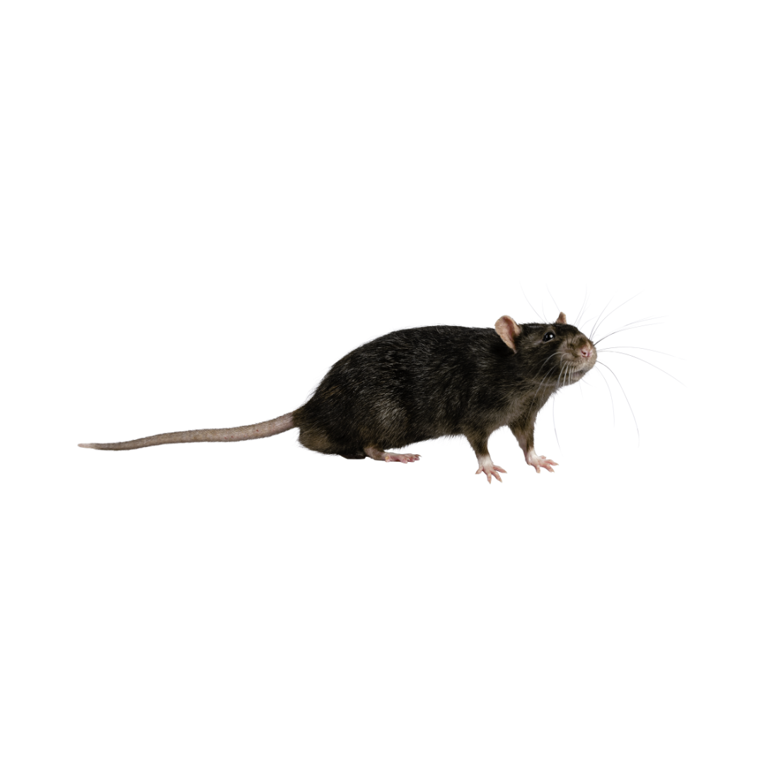 Pest Control controlo de pragas