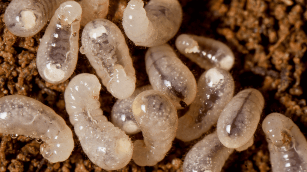 Pest Control controlo de pragas
