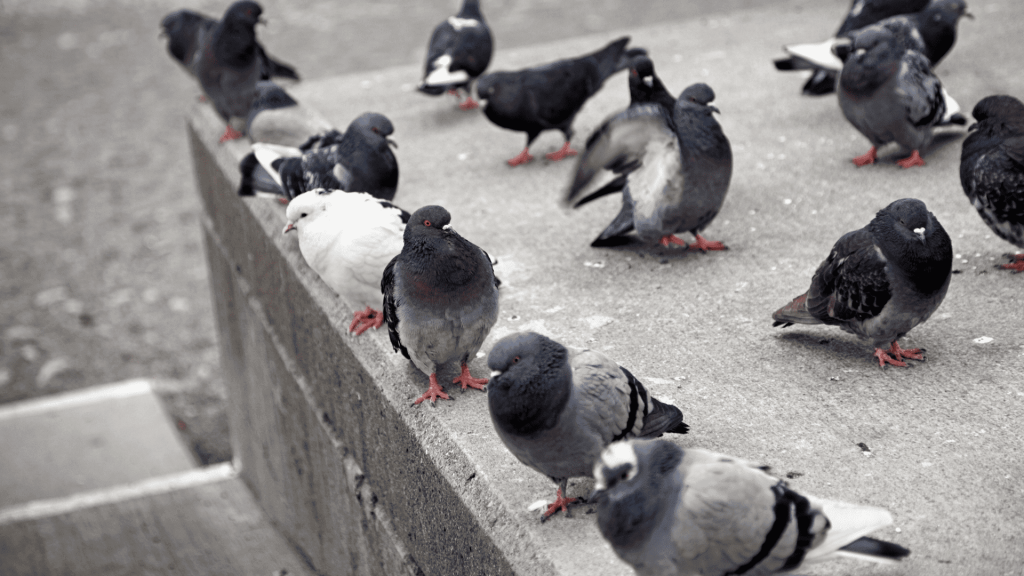 Pest Control controlo de pragas