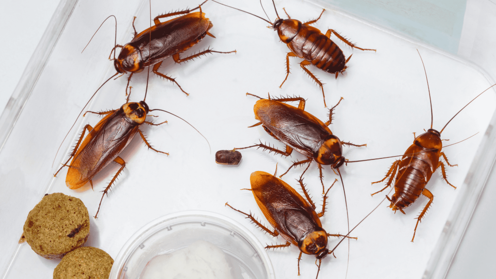 Pest Control controlo de pragas