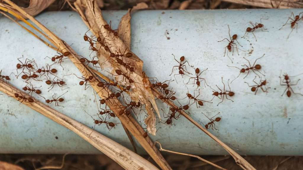 Pest Control controlo de pragas