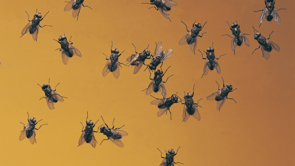 Pest Control controlo de pragas