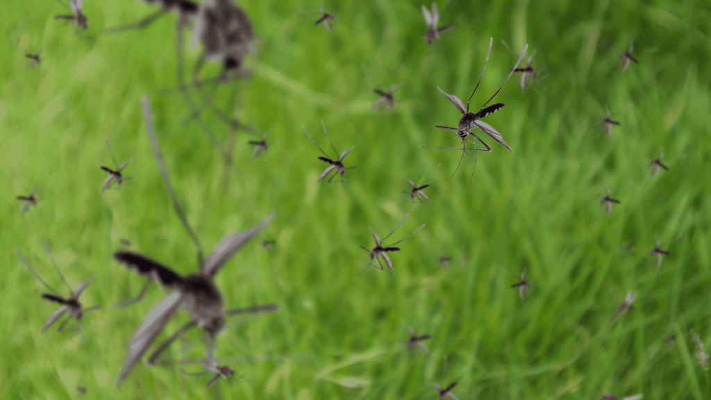 Pest Control controlo de pragas