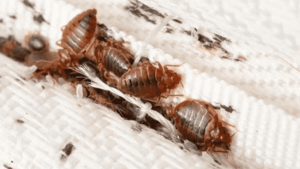 Pest Control controlo de pragas
