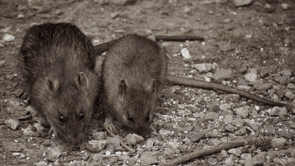 Pest Control controlo de pragas